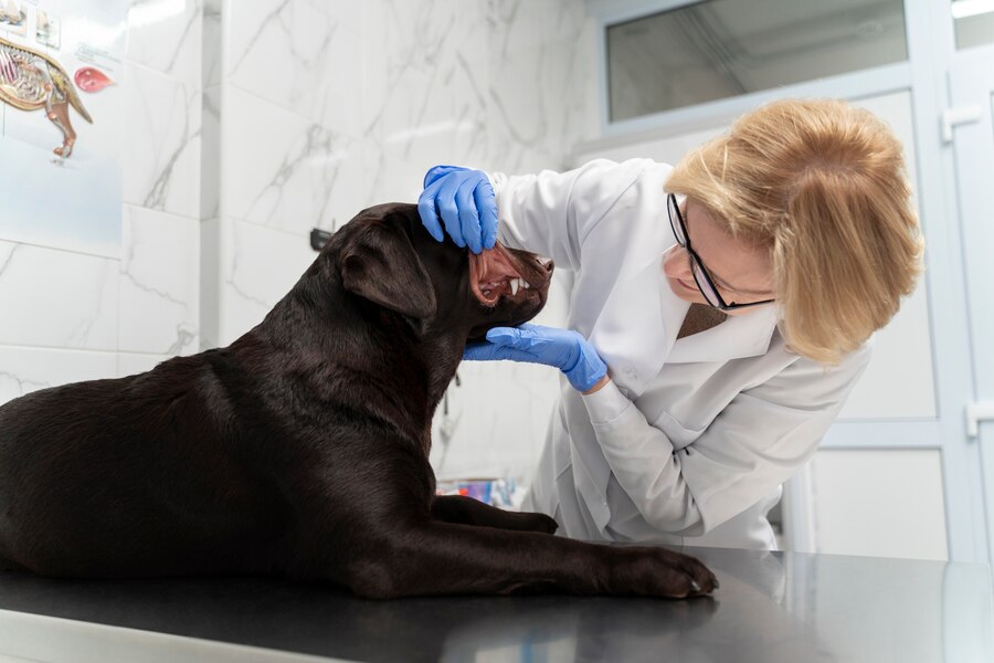 Fenbendazole Tablet Used to Treat Hookworms