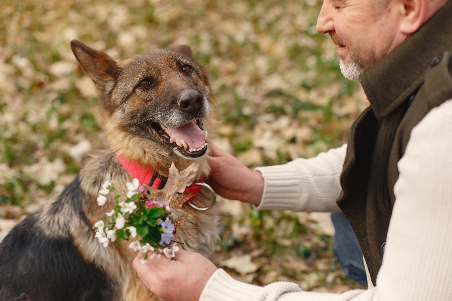 dog Grooming in Jaipur