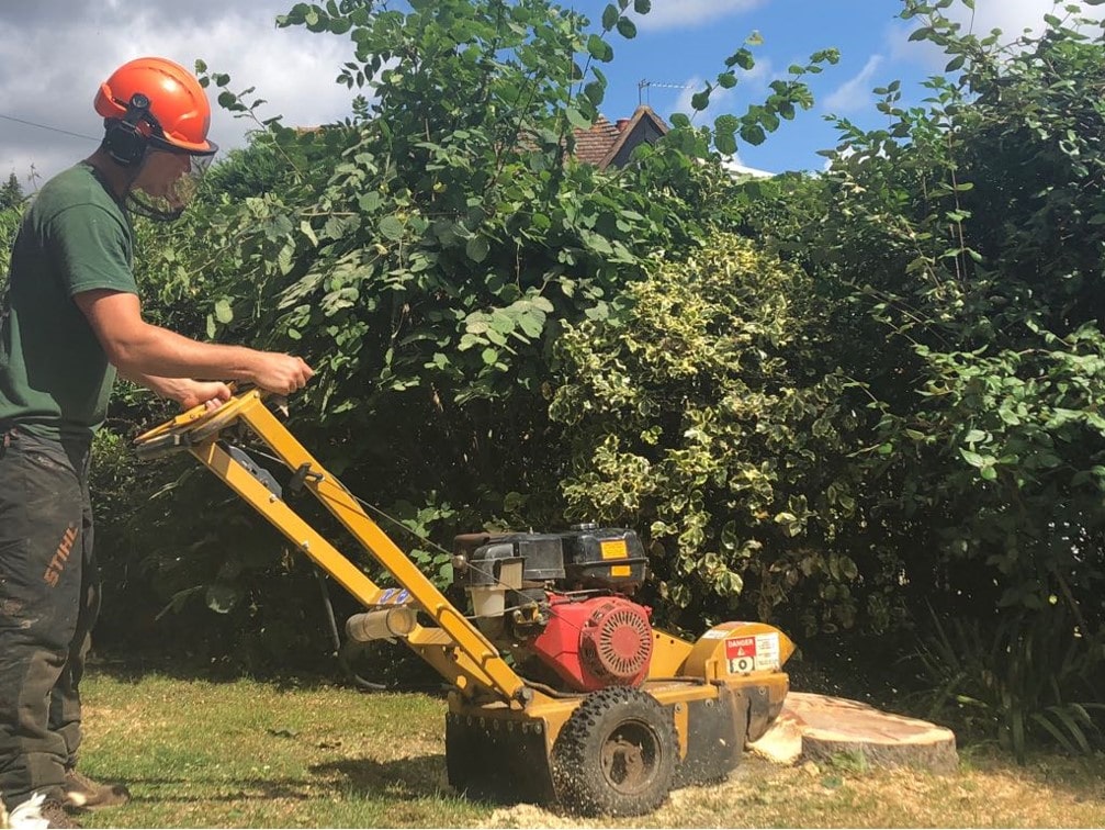 Fort Collins Tree Service